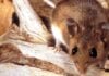 Hantavirus Outbreak on Cruise Ship: Rare Strain Sparks Global Alert, But Risk Remains Low